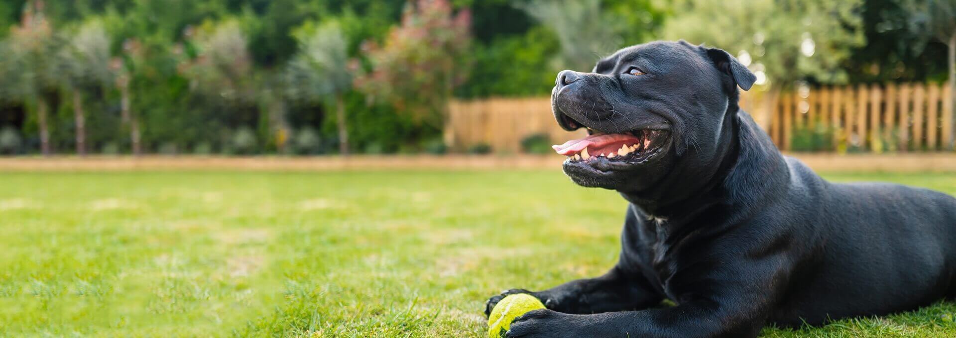 Dog Poop Pick Up East Patchogue | DoodyCalls®