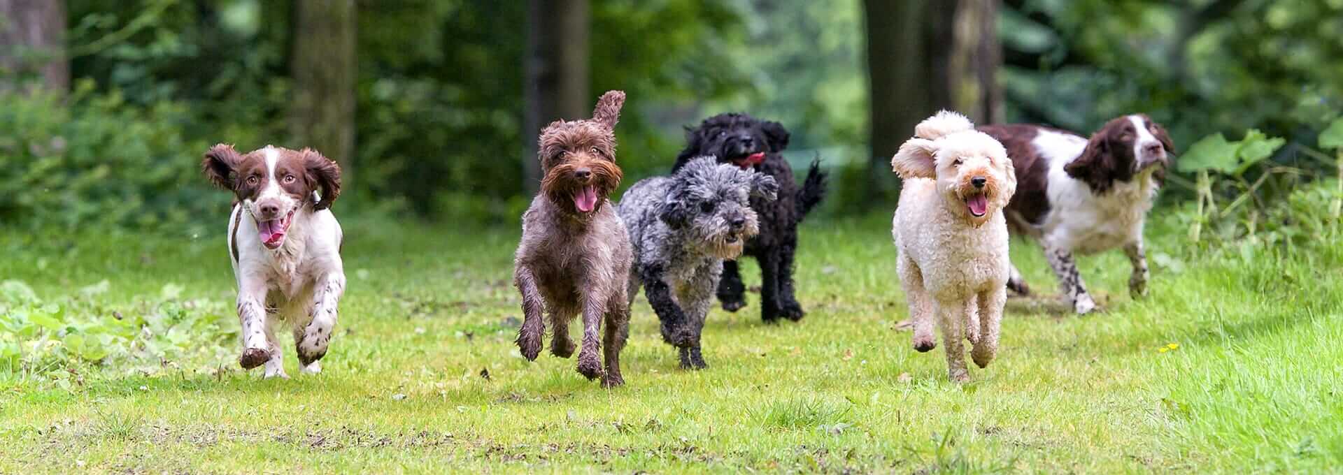 Yes, dog parks can be poop pastures, but are they unsafe? – The