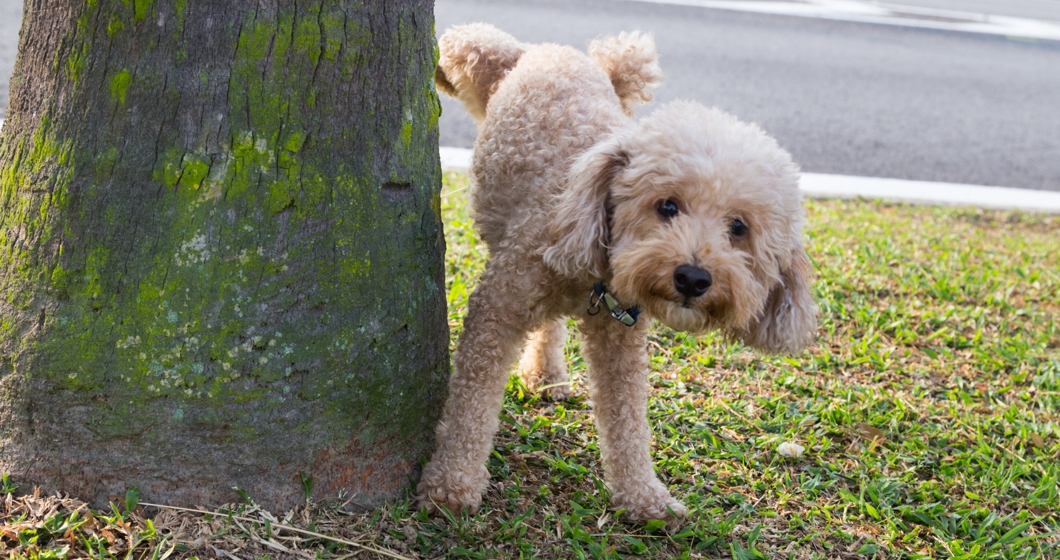 Why is My Dog Peeing So Much The Answers to Your Pet Pee Questions