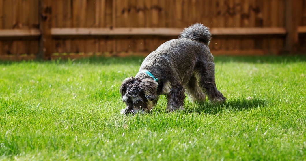 Dog poop clearance solutions