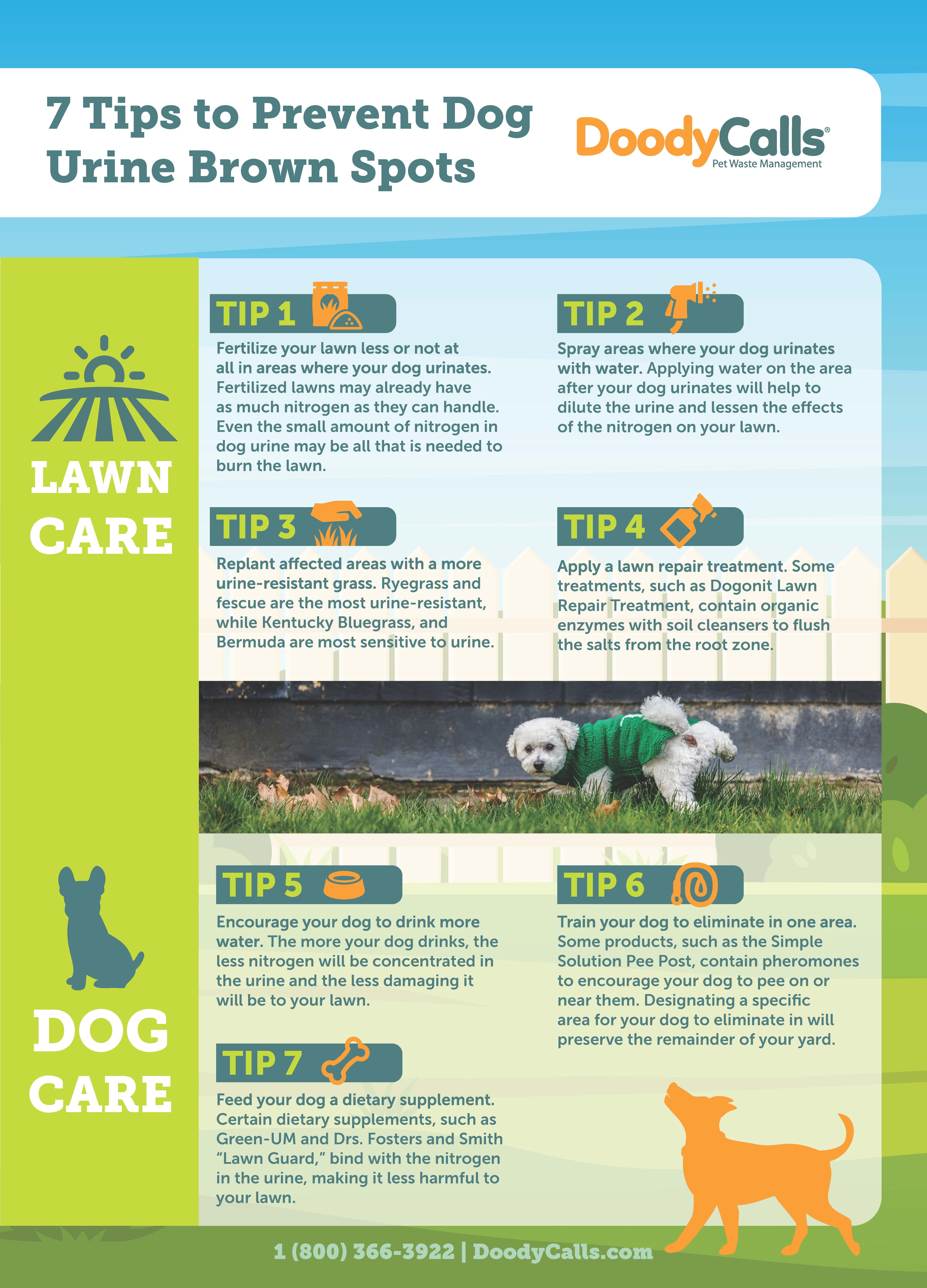 7 Tips To Prevent Dog Urine Spots On Your Lawn