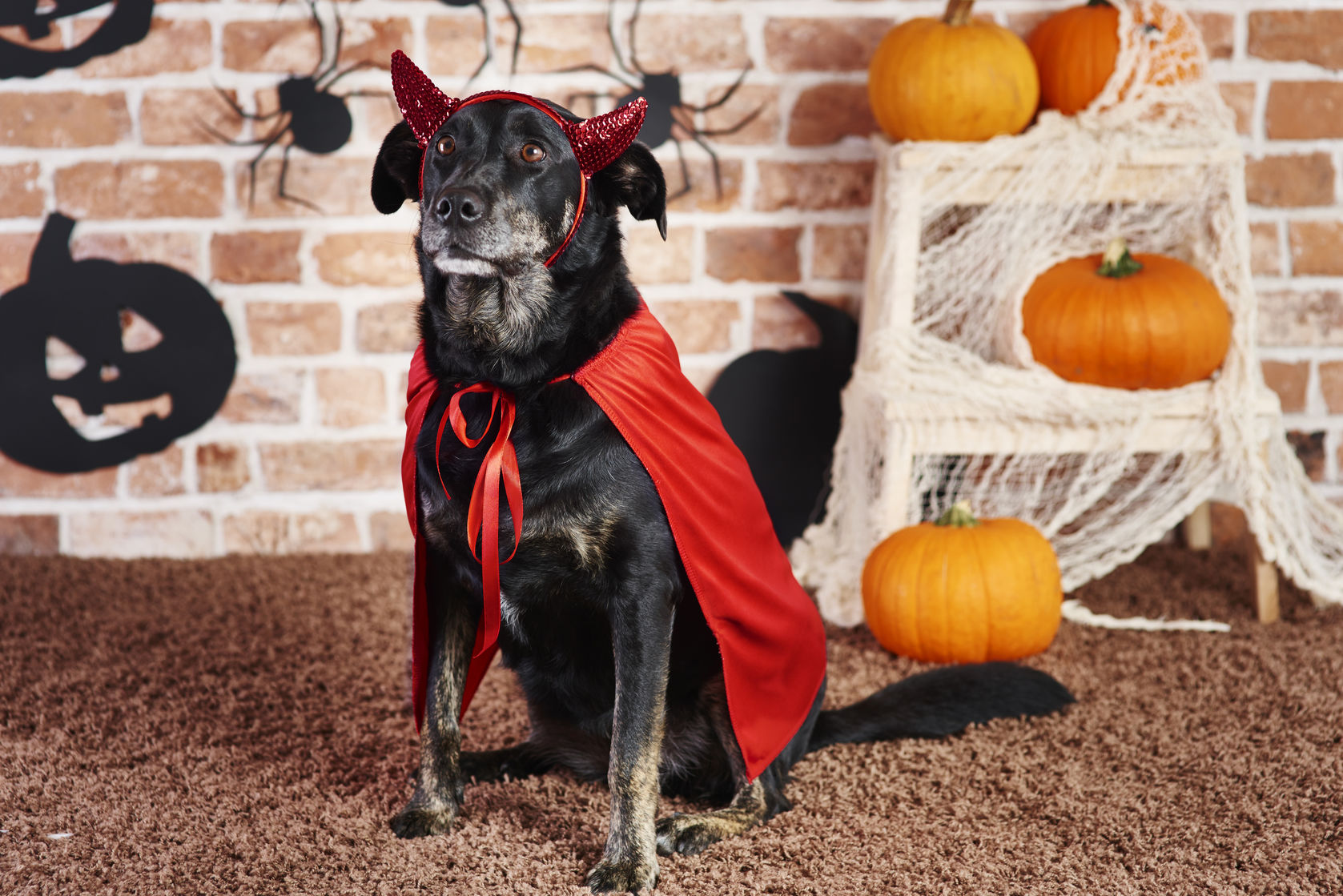 Syracuse spooktacular How to celebrate Halloween safely with your dog