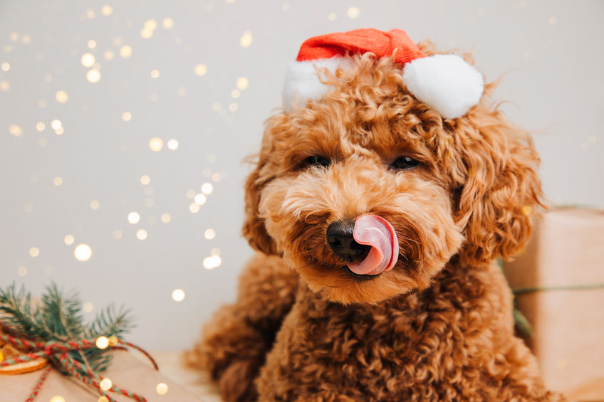 Unleashing festive fun: Holiday activities for your dog in Atlanta