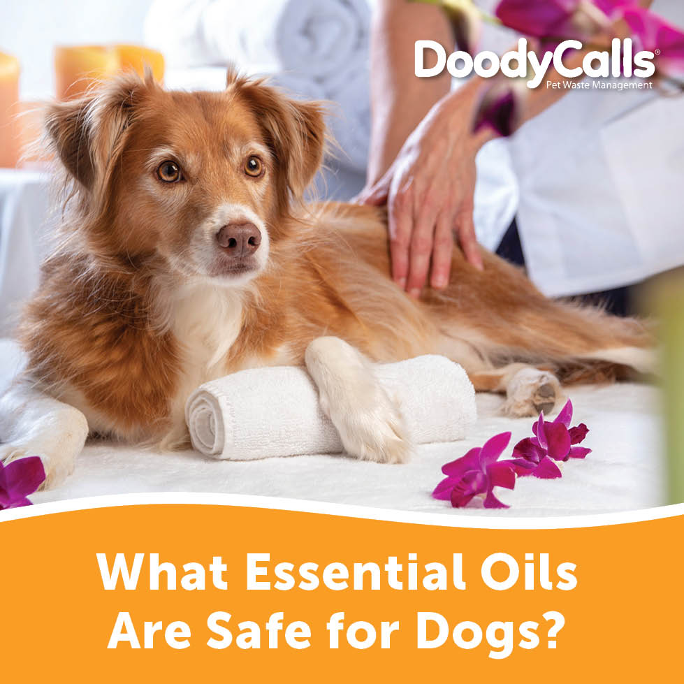 Are Essential Oils Safe for Dogs Pet Owners Proceed with Caution