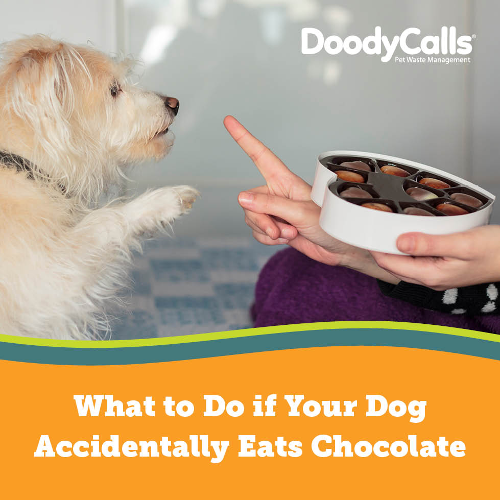 What to Do If Your Dog Eats Chocolate DoodyCalls