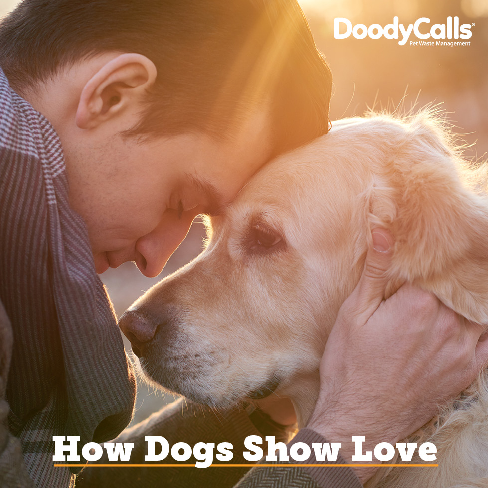 How Dogs Show Affection How to Tell If Your Dog Loves You