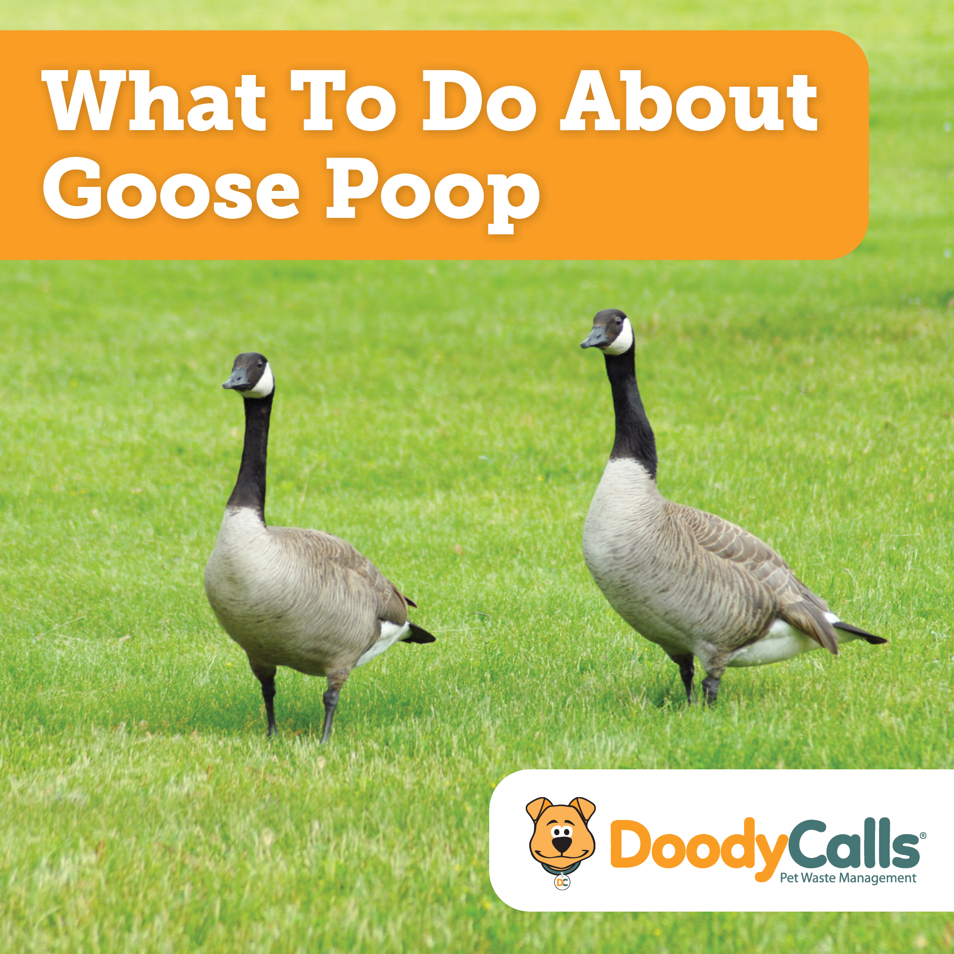 How to stop dog from eating sale goose poop