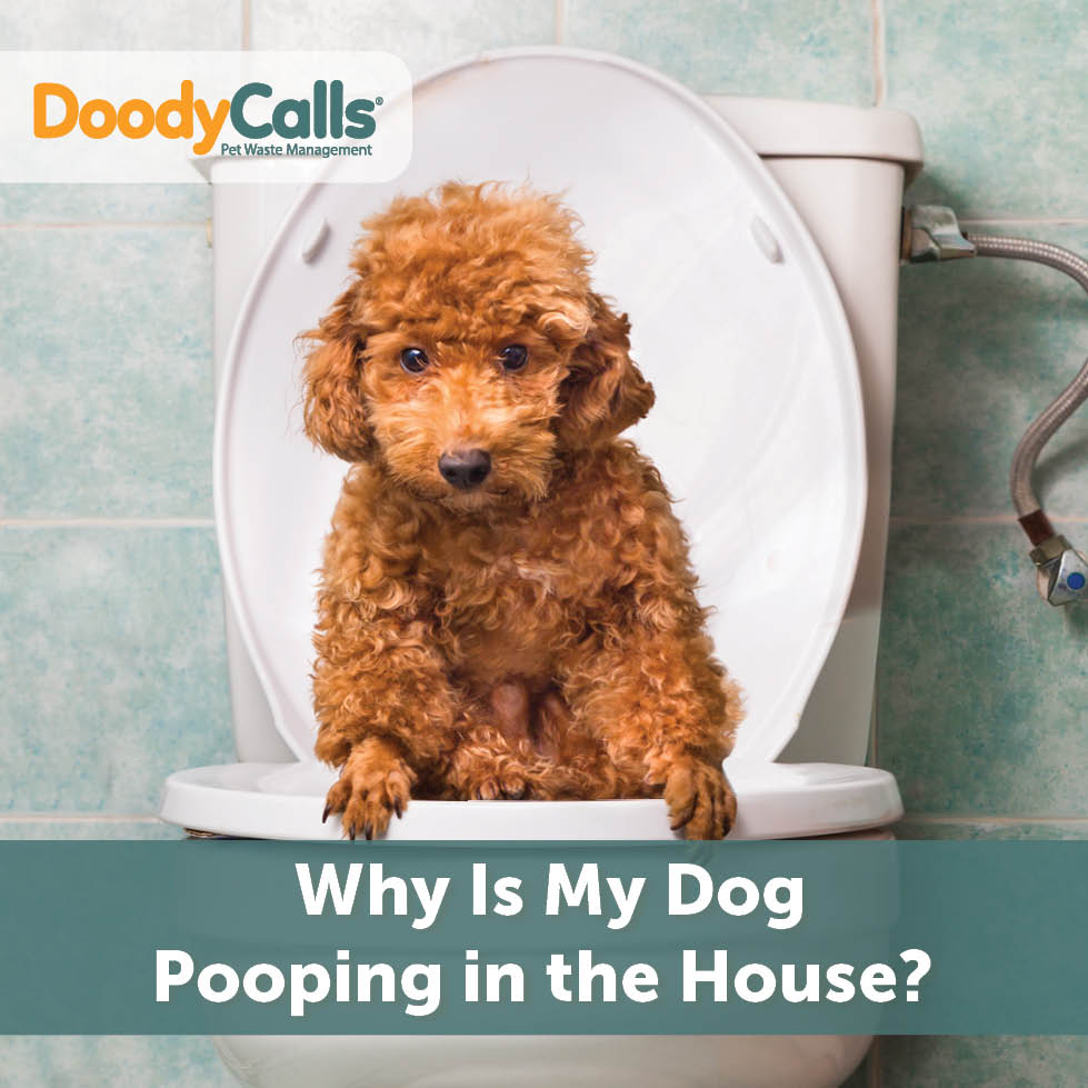 why-is-my-dog-pooping-in-the-house